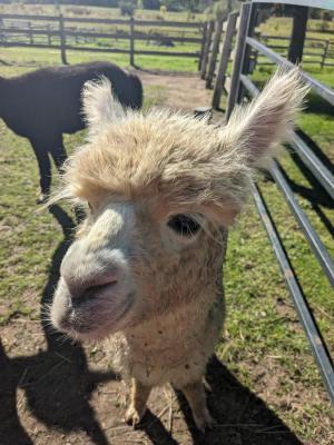 Alpaca close‑up during a farm tour