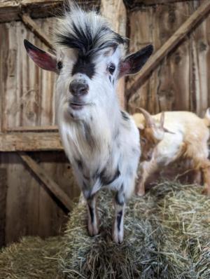 Curious goat looking at the camera