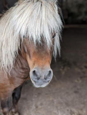 Mini pony strolling in the pasture