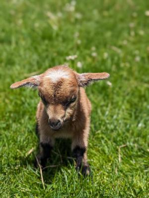 Smiling visitor feeding a Nigerian dwarf goat at Happy Acres Animals