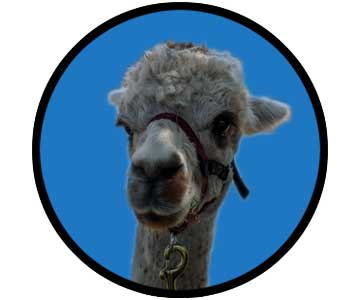 Guest enjoying an alpaca walk at Happy Acres Animals in Chatsworth Ontario